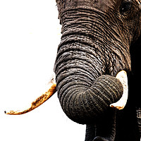 Buy canvas prints of African Elephant, Botswana by Graham Fielder