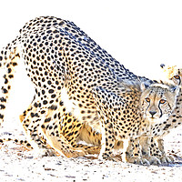 Buy canvas prints of Cheetah Drinking by Graham Fielder