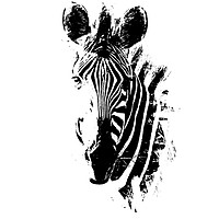 Buy canvas prints of Zebra Portrait by Graham Fielder