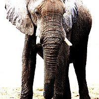 Buy canvas prints of African Elephant in Botswana by Graham Fielder