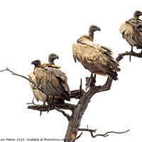 Buy canvas prints of White Backed Vultures by Graham Fielder