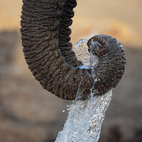 Buy canvas prints of Elephant Drinking by Graham Fielder