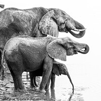Buy canvas prints of Elephant Family Drinking at Masuma Dam in Zimbabwe by Graham Fielder