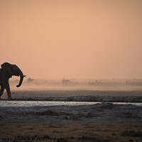 Buy canvas prints of Elephant in the dust by Graham Fielder