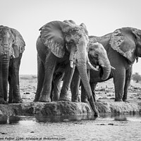 Buy canvas prints of Elephants at Nxai Pan, Botswana by Graham Fielder