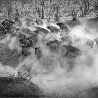 Buy canvas prints of Buffalo Stampede by Graham Fielder