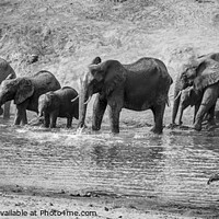Buy canvas prints of Elephant drinking in the Letaba River by Graham Fielder
