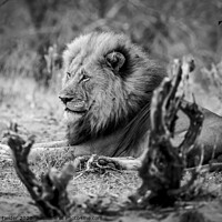 Buy canvas prints of King of the beasts by Graham Fielder