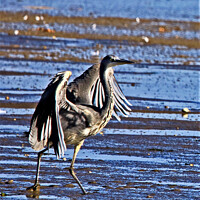 Buy canvas prints of Majestic Gray Heron in its Natural Habitat by Graham Nathan