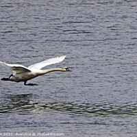 Buy canvas prints of Majestic Swan Soaring by Graham Nathan