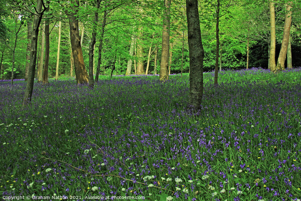 Enchanting Bluebell and Wild Garlic Woods Picture Board by Graham Nathan