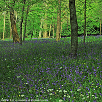 Buy canvas prints of Enchanting Bluebell and Wild Garlic Woods by Graham Nathan