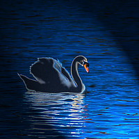 Buy canvas prints of Majestic Swan in Radiant Light by Graham Nathan