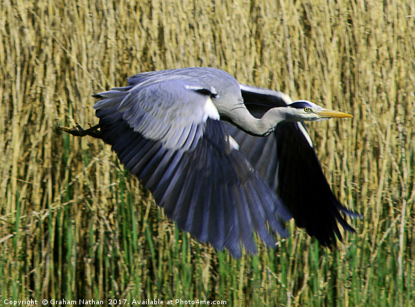 Majestic Gray Heron Takes Flight Picture Board by Graham Nathan