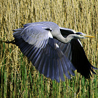 Buy canvas prints of Majestic Gray Heron Takes Flight by Graham Nathan