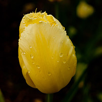Buy canvas prints of Raindrops on my head by Graham Nathan