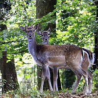 Buy canvas prints of Majestic Fallow Deer by Graham Nathan