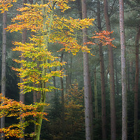 Buy canvas prints of Beech Tree - Autumnal Woodland by Andy Aveyard