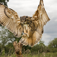 Buy canvas prints of Eurasian Eagle Owl by Chris Mills