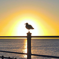 Buy canvas prints of Seagull Sunrise by Richard May