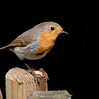 Buy canvas prints of Robin by Mike Rockey