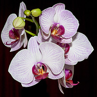 Buy canvas prints of Orchids by Mike Rockey