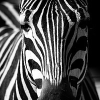 Buy canvas prints of Zebra by Mike Rockey