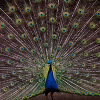 Buy canvas prints of Peacock by Mike Rockey