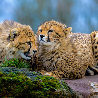 Buy canvas prints of Cheetahs by Mike Rockey