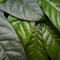Buy canvas prints of Shades of green leaves after the rain. by John Torr
