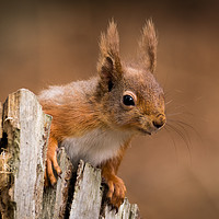 Buy canvas prints of Cute Red Squirrel searching for food  by John Stoves