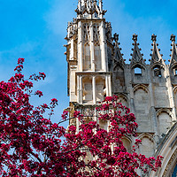Buy canvas prints of York Minster Spring Blooms by John Stoves