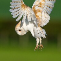 Buy canvas prints of Barn Owl On The Hunt by John Stoves