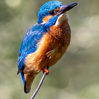 Buy canvas prints of Male Kingfisher at Northeast England.  by John Stoves