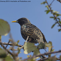 Buy canvas prints of Starling on a perch by Randal Cheney