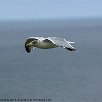 Buy canvas prints of Seagull in flight by Randal Cheney