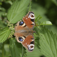 Buy canvas prints of Peacock Butterfly (Aglais io) by Randal Cheney