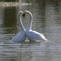 Buy canvas prints of Swans in love by Randal Cheney