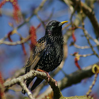 Buy canvas prints of Starling by Randal Cheney