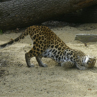 Buy canvas prints of Leopard at play by Randal Cheney