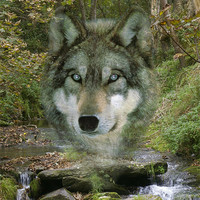 Buy canvas prints of Wolf Spirit in The Rocky Valley by Randal Cheney
