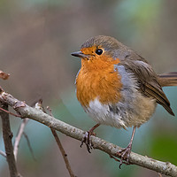 Buy canvas prints of Robin by Mike Pursey