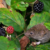 Buy canvas prints of Vole feeding on blackberries by Mike Pursey