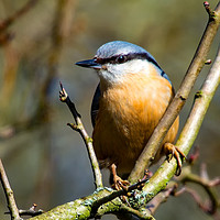 Buy canvas prints of Nuthatch by Mike Pursey