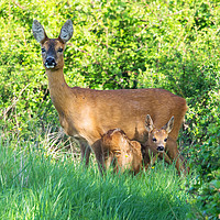 Buy canvas prints of Roe deer doe with fawn by Phillip CULL