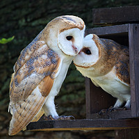 Buy canvas prints of Young Barn Owls at nest box entrance by Phillip CULL