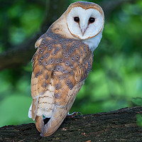 Buy canvas prints of Barn Owl juvenile in mature oak tree by Phillip CULL