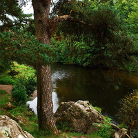 Buy canvas prints of River Tweed and tree, Scottish Borders by Linda More