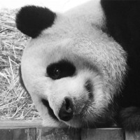 Buy canvas prints of Giant Panda lying down by Linda More