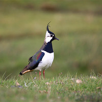 Buy canvas prints of Lapwing standing close up by Linda More